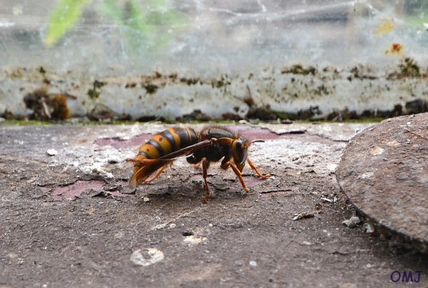 mini-DSC_4147
