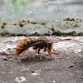 mini-DSC_4147